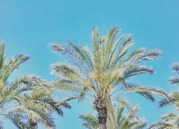 Low angle view of palm tree against clear blue sky