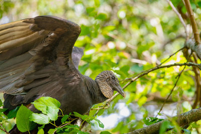 Close-up of bird