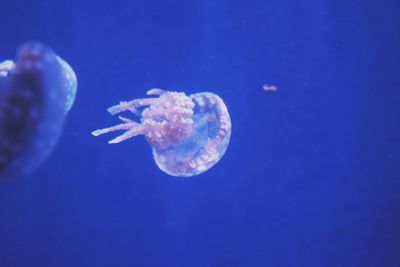 Close-up of jellyfish swimming underwater