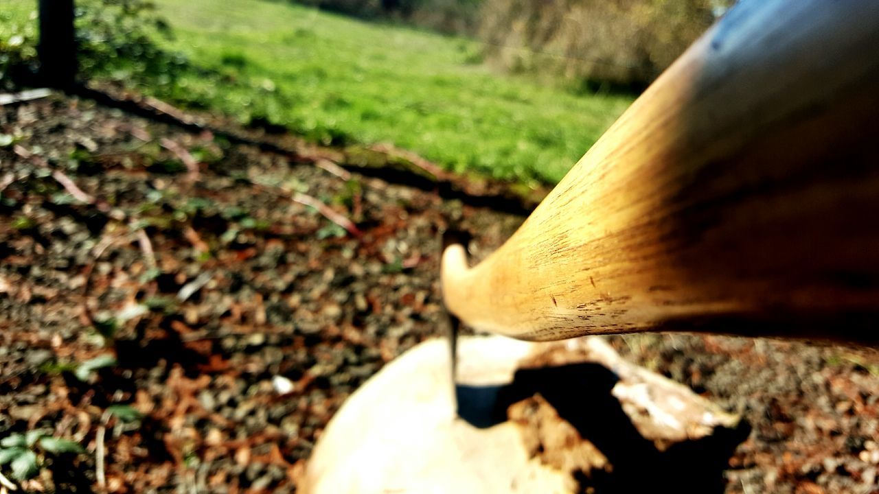 close-up, focus on foreground, field, selective focus, grass, mushroom, nature, outdoors, ground, day, fragility, forest, fungus, toadstool, beauty in nature, growth, high angle view, no people, snail, wildlife