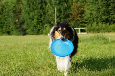 Collie shepherd with frisbee