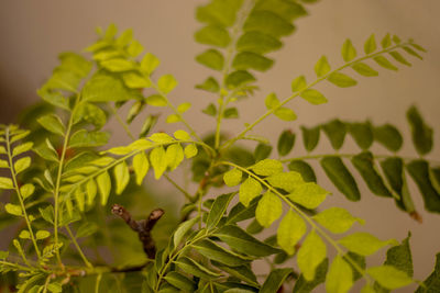 Close-up of green leaves on plant