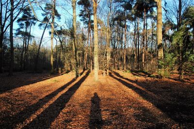 Footpath passing through forest