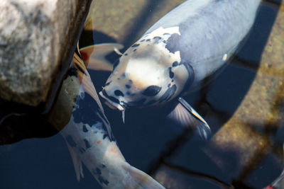 Close-up of horse in water