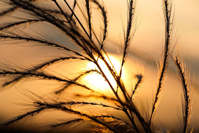 Close-up of stalks against sunset