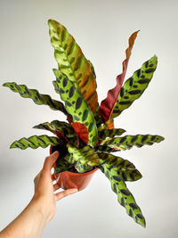 Close-up of hand holding leaves against white background