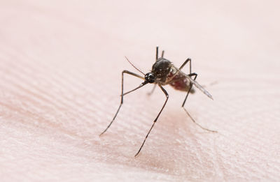 Mosquito on hand skin.