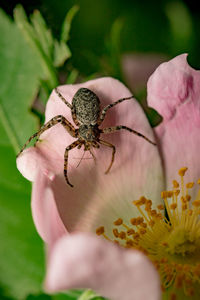 Close-up of spider on plant