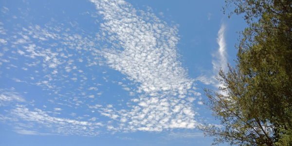 Low angle view of trees against blue sky