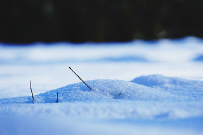 Close-up of snow covered field