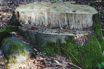 Moss covered rocks in forest