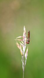 Close-up of insect on plant