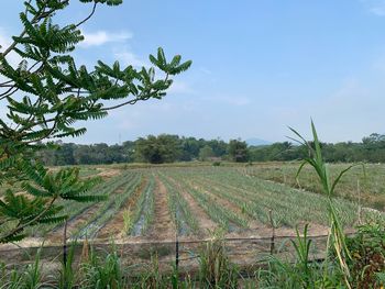 Scenic view of agricultural field against sky