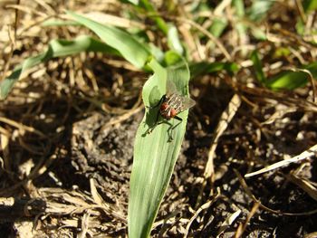 High angle view of insect on plant at field