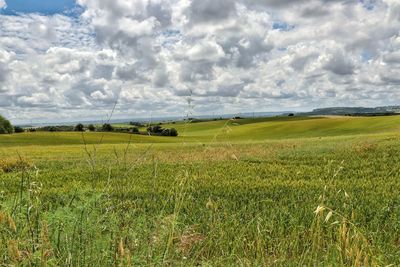 Scenic view of field against sky