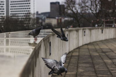 Seagull flying over a city