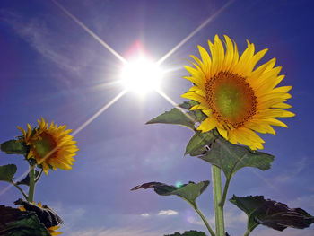 Low angle view of sunflower blooming against sky