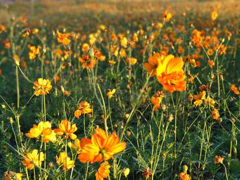 Close-up of yellow flowers blooming on field