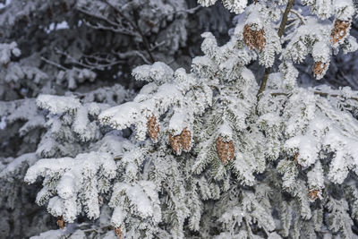Close-up of snow covered land