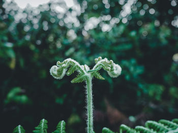 Close-up of flowering plant