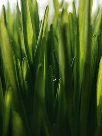 Close-up of crops growing on field