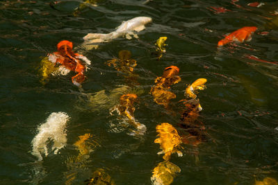 High angle view of koi carps in lake