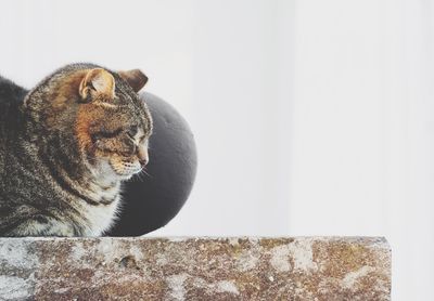 Close-up of a cat looking away