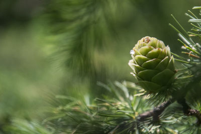 Close-up of fresh green plant