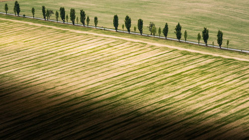 High angle view of agricultural field