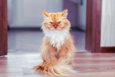 Home fluffy red cat sitting on the floor