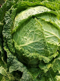 Close-up of fresh green leaf