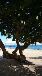 Tree on beach against sky