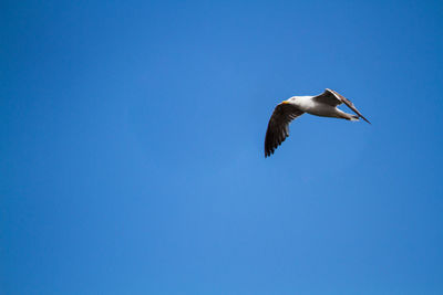 Low angle view of bird flying against clear blue sky