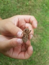 Close-up of hand holding small