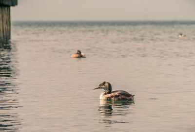 Swimming near the port might be always profitable