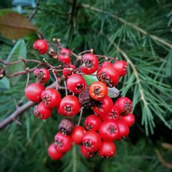 Close-up of red berries on tree