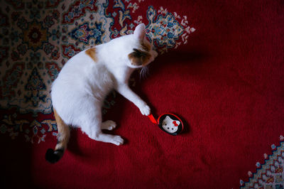 Cat lying on red carpet