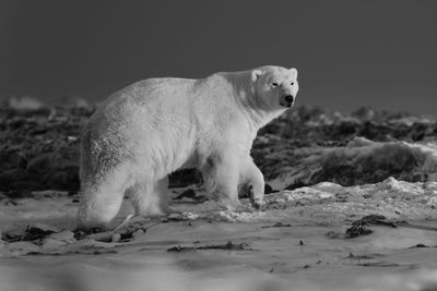 Mono polar bear crosses tundra at sunset