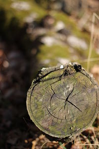 Close-up of lizard on tree stump