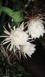 Close-up of white flowers