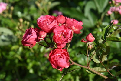 Close-up of pink roses