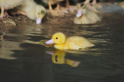 Close-up of duck swimming in lake