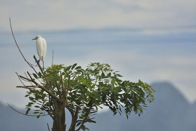 Bird perching on a tree