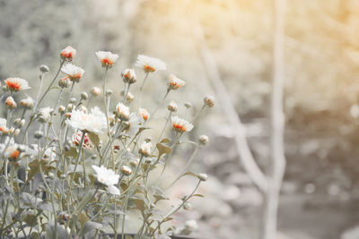 Close-up of white flowering plant