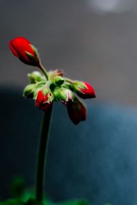 Close-up of red rose flower buds