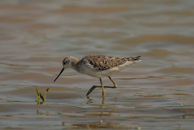 Bird perching on a lake