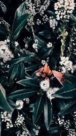 High angle view of flowering plant