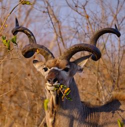 Portrait of deer