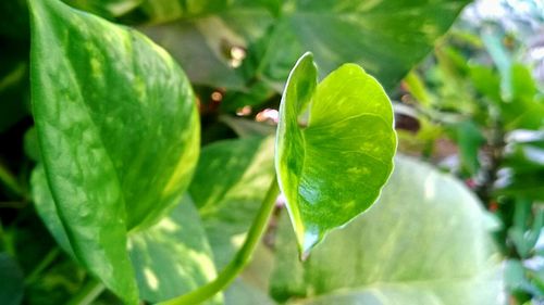 Close-up of green leaves