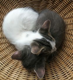 Close-up of horse in basket